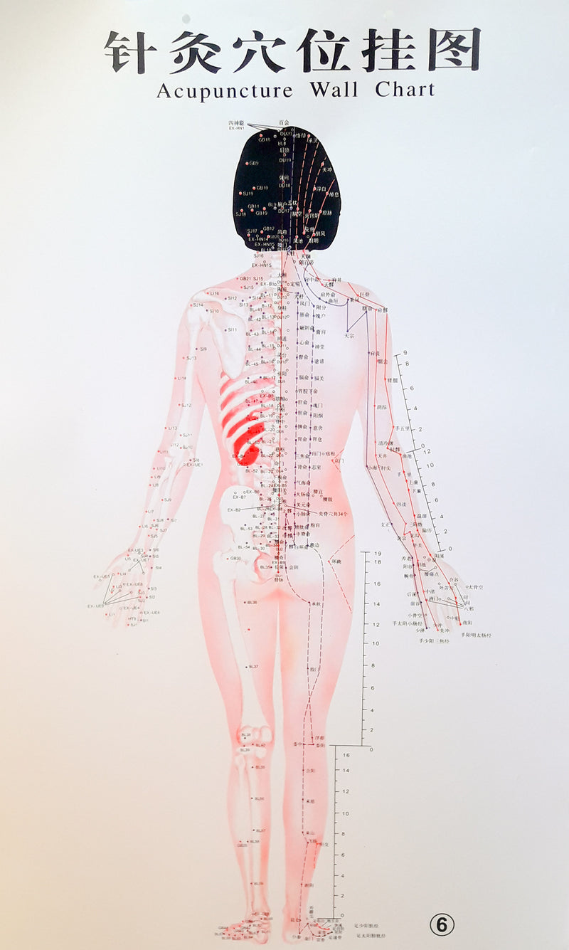 Acupuncture Chart - Female Back