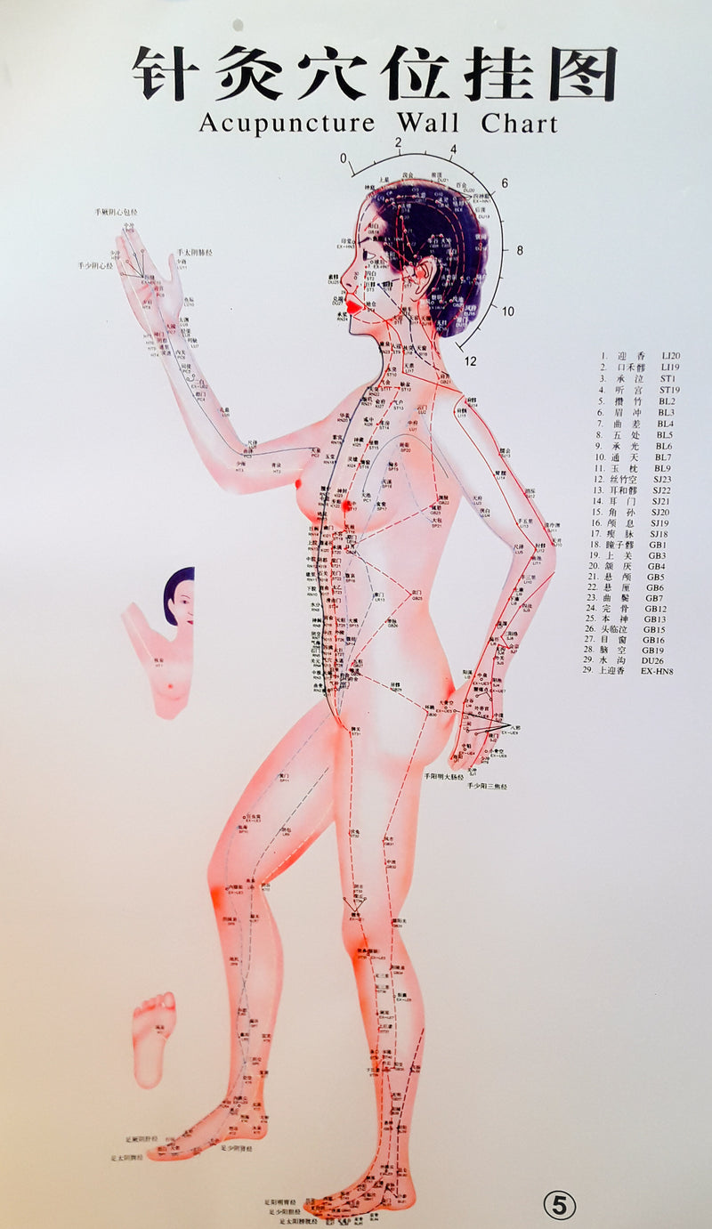 Acupuncture Chart - Female Side