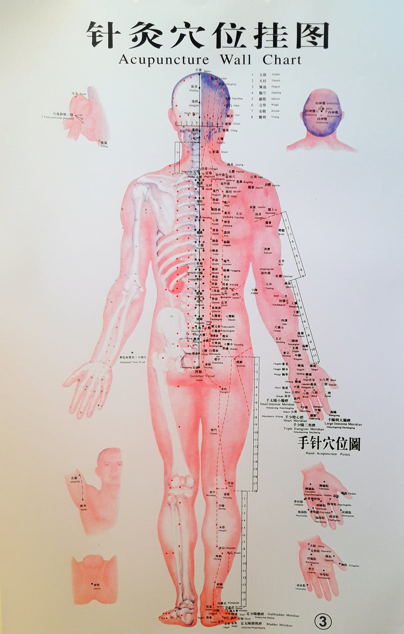 Acupuncture Chart - Male Back