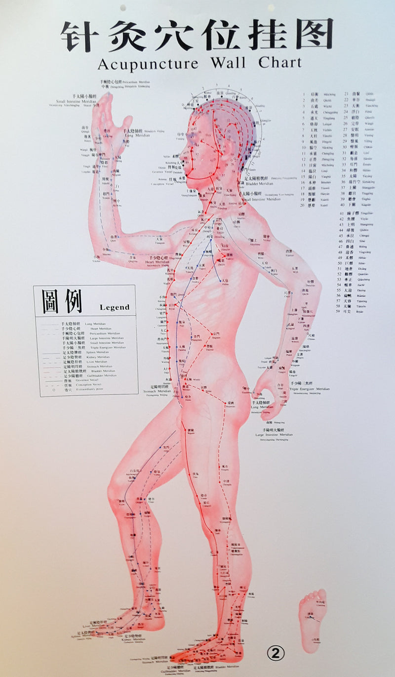 Acupuncture Chart - Male Side