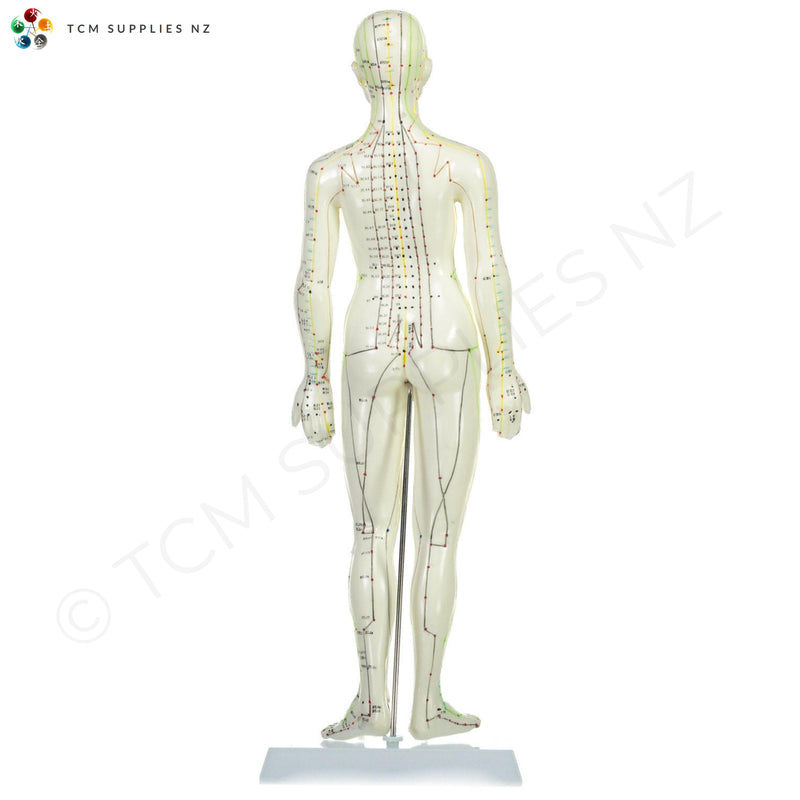 Female Model (48 cm) Back  | TCM Supplies NZ
