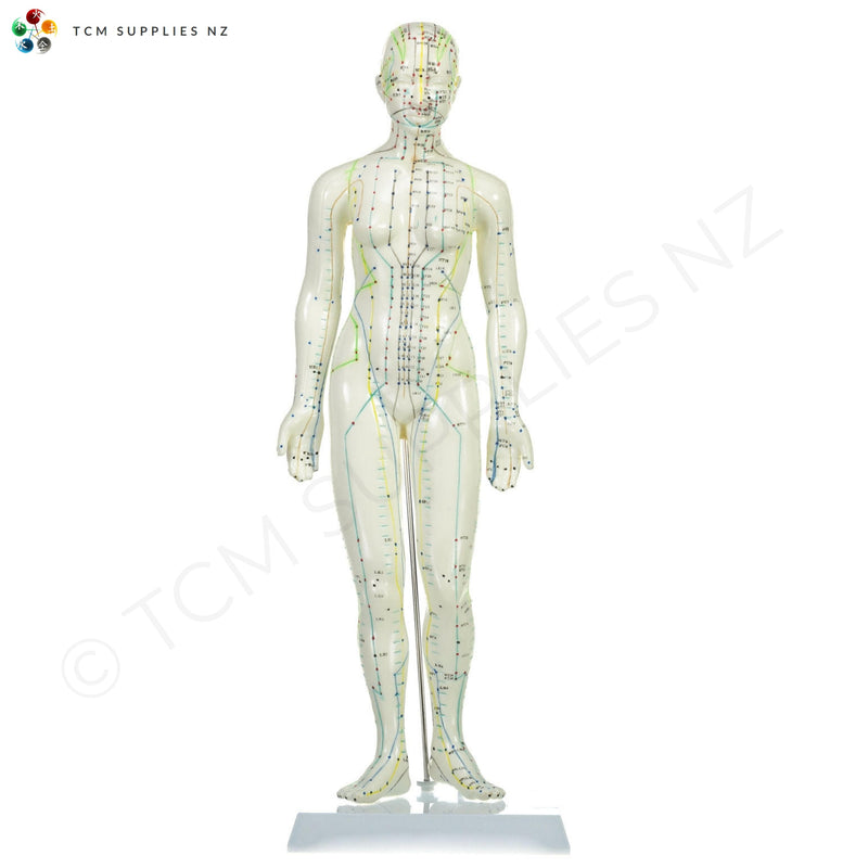 Female Model (48 cm) Front  | TCM Supplies NZ