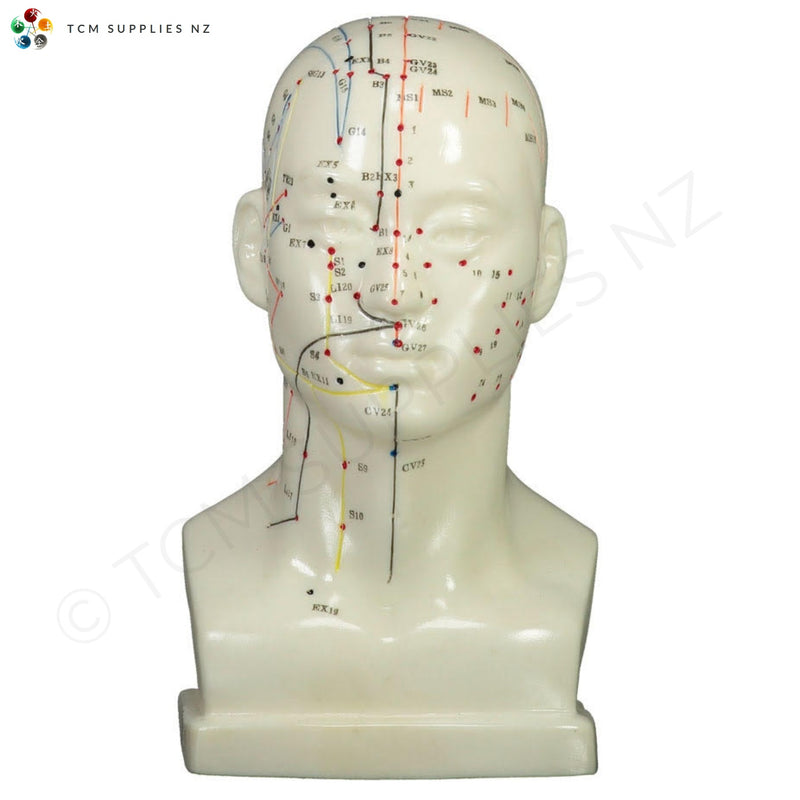 Head Model (20 cm) front  | TCM Supplies NZ