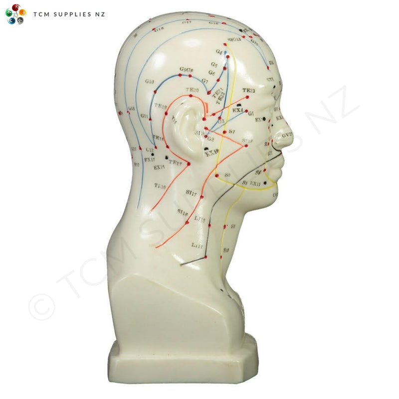 Head Model (20 cm) Right-Side  | TCM Supplies NZ