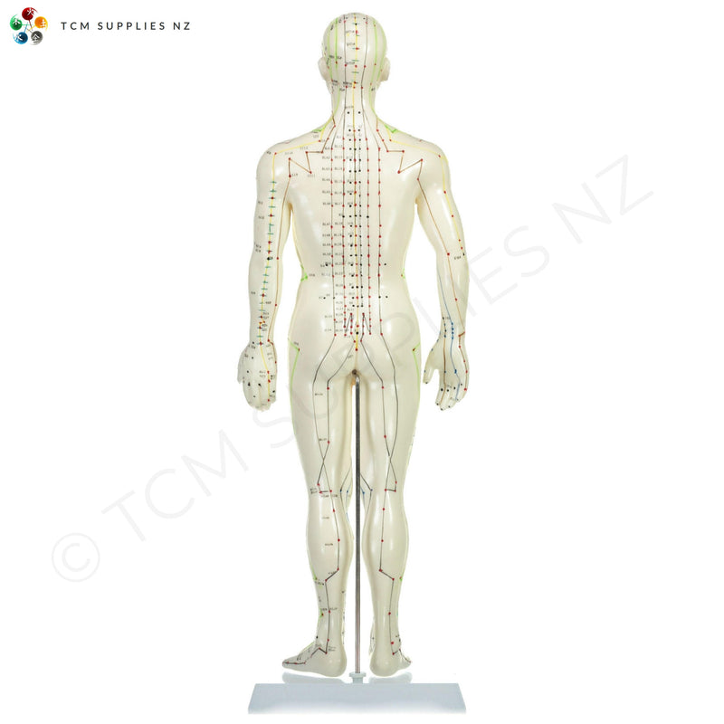 Male Model (50 cm) Back | TCM Supplies NZ