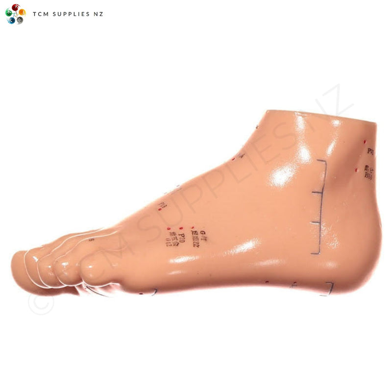 Foot Model (13 cm)