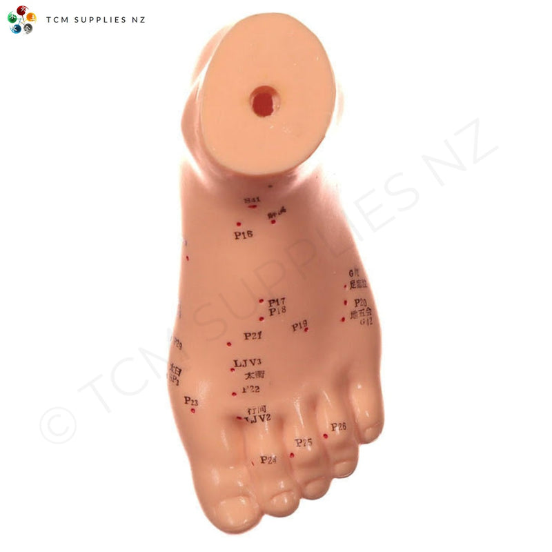 Foot Model (13 cm)