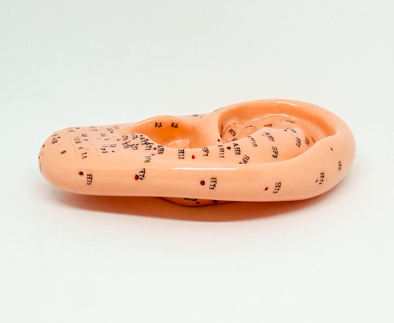 Auricular Points Ear Model (13 cm)