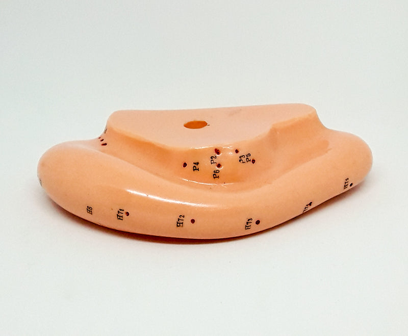 Auricular Points Ear Model (13 cm)