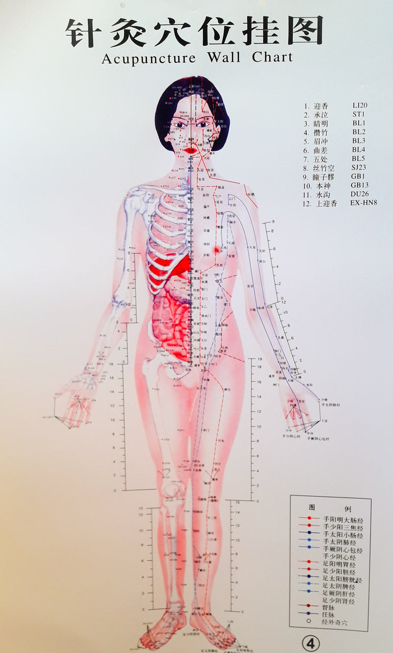 Acupuncture Chart - Female Front