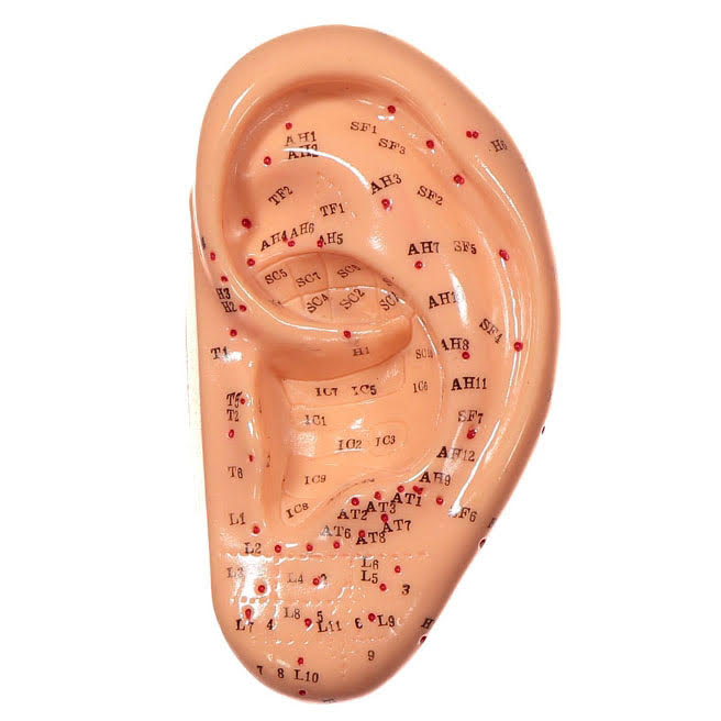 Auricular Points Ear Model (13 cm)