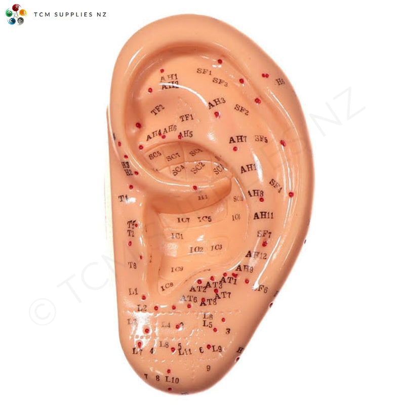 Auricular Points Ear Model (13 cm) | TCM Supplies NZ