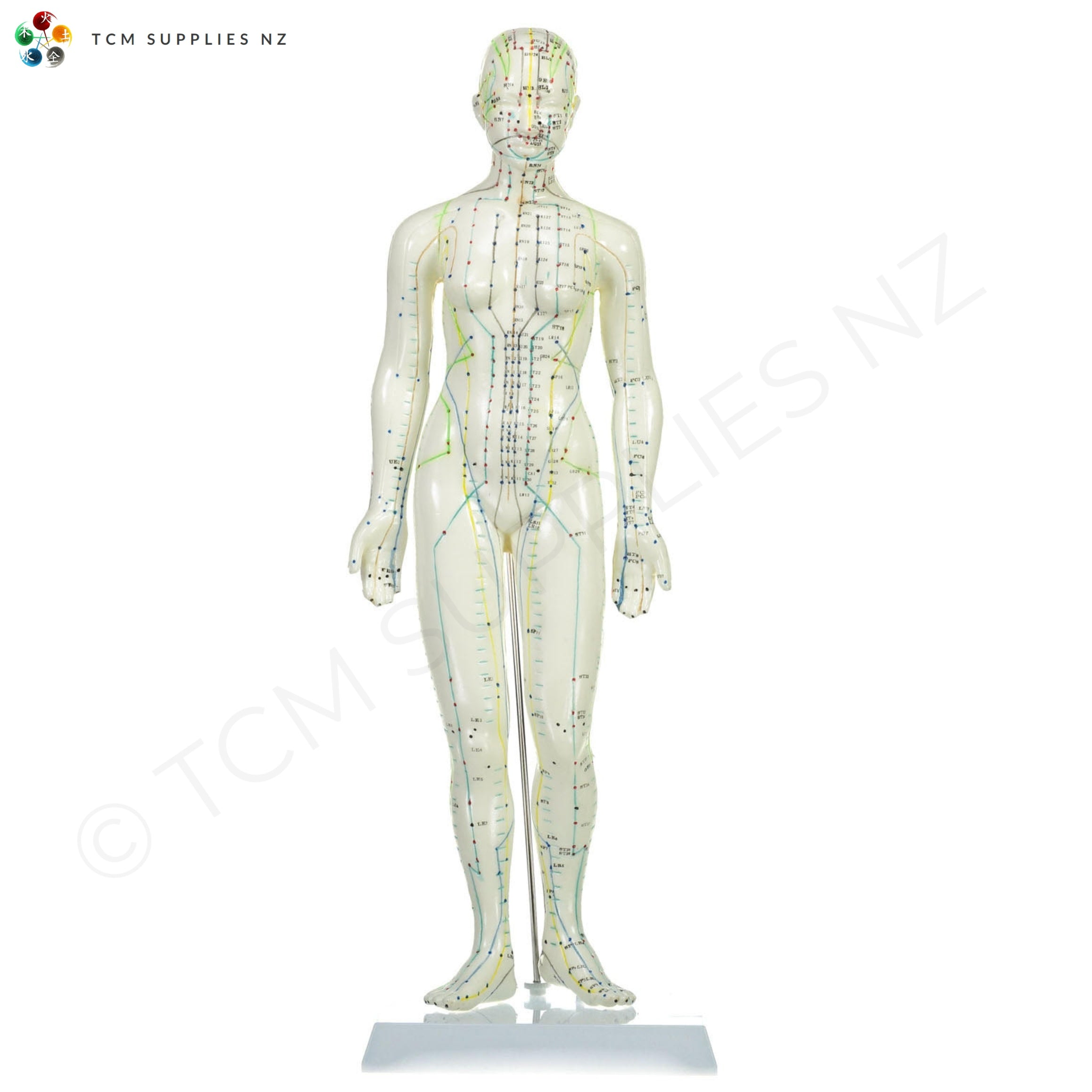 Female Model (48 cm) Front  | TCM Supplies NZ