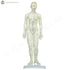 Female Model (48 cm) Front  | TCM Supplies NZ