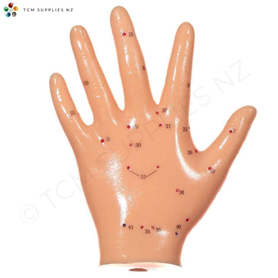 Hand Model - Back (13 cm) | TCM Supplies NZ 