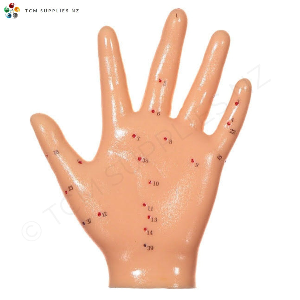 Hand Model - Palm (13 cm) | TCM Supplies NZ