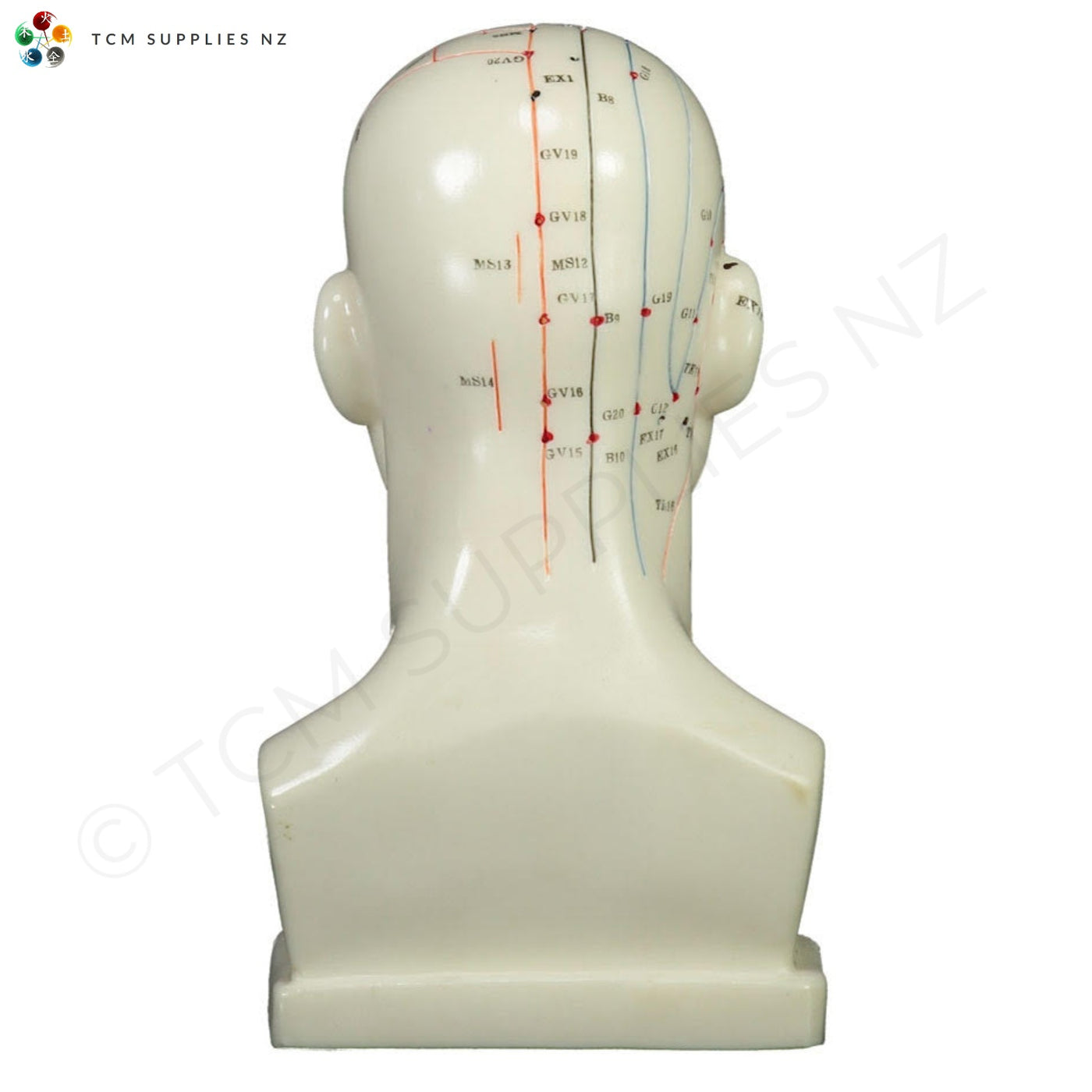 Head Model (20 cm) Back TCM Supplies NZ