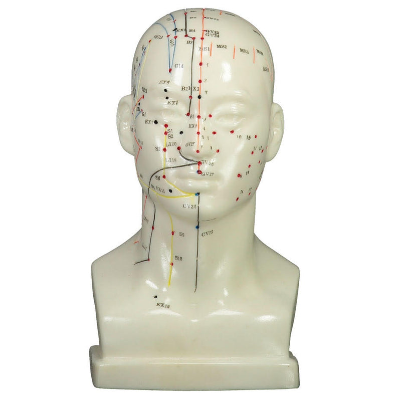 Head Model (20 cm) front  | TCM Supplies NZ