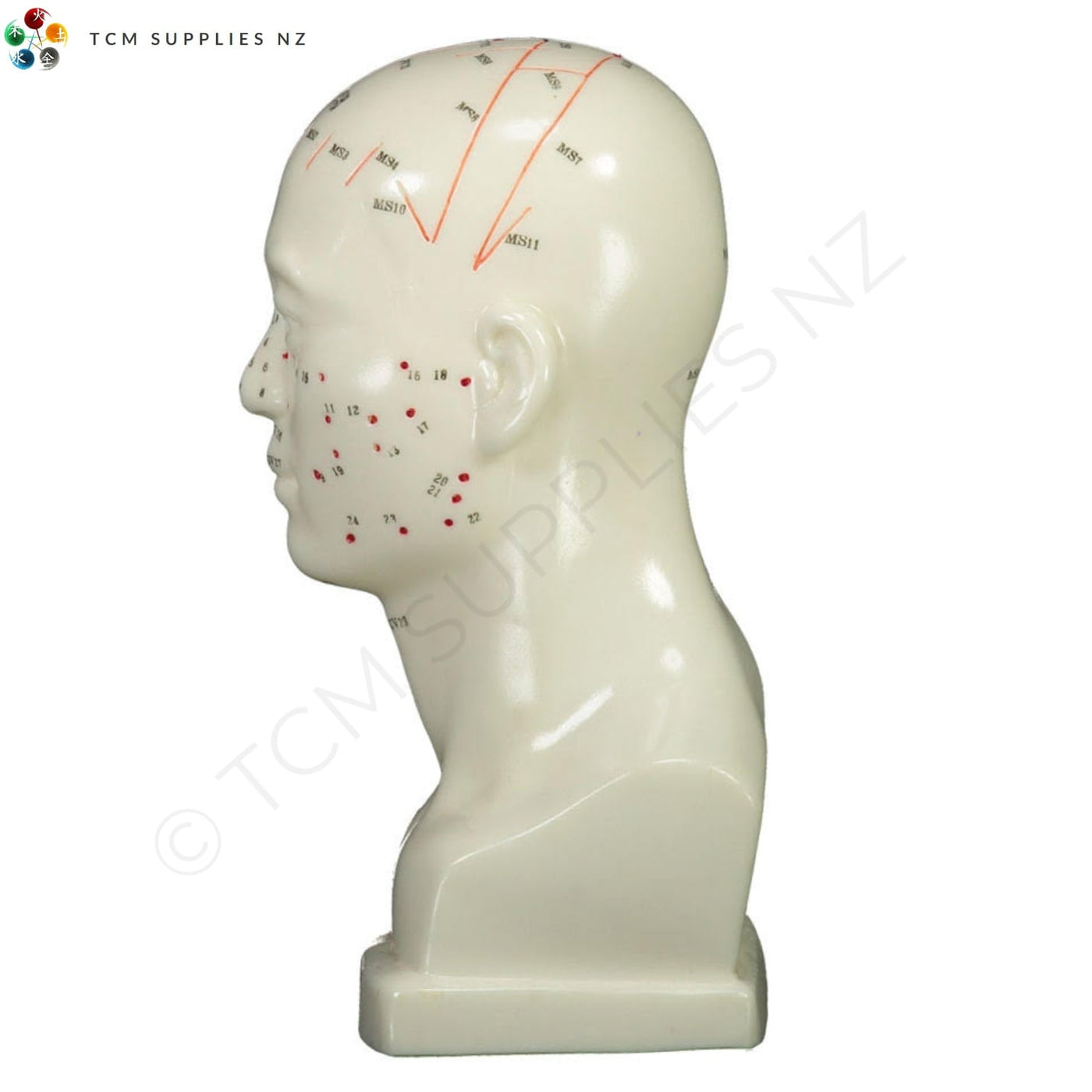 Head Model (20 cm) Left Side TCM Supplies NZ