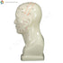 Head Model (20 cm) Left -Side  | TCM Supplies NZ
