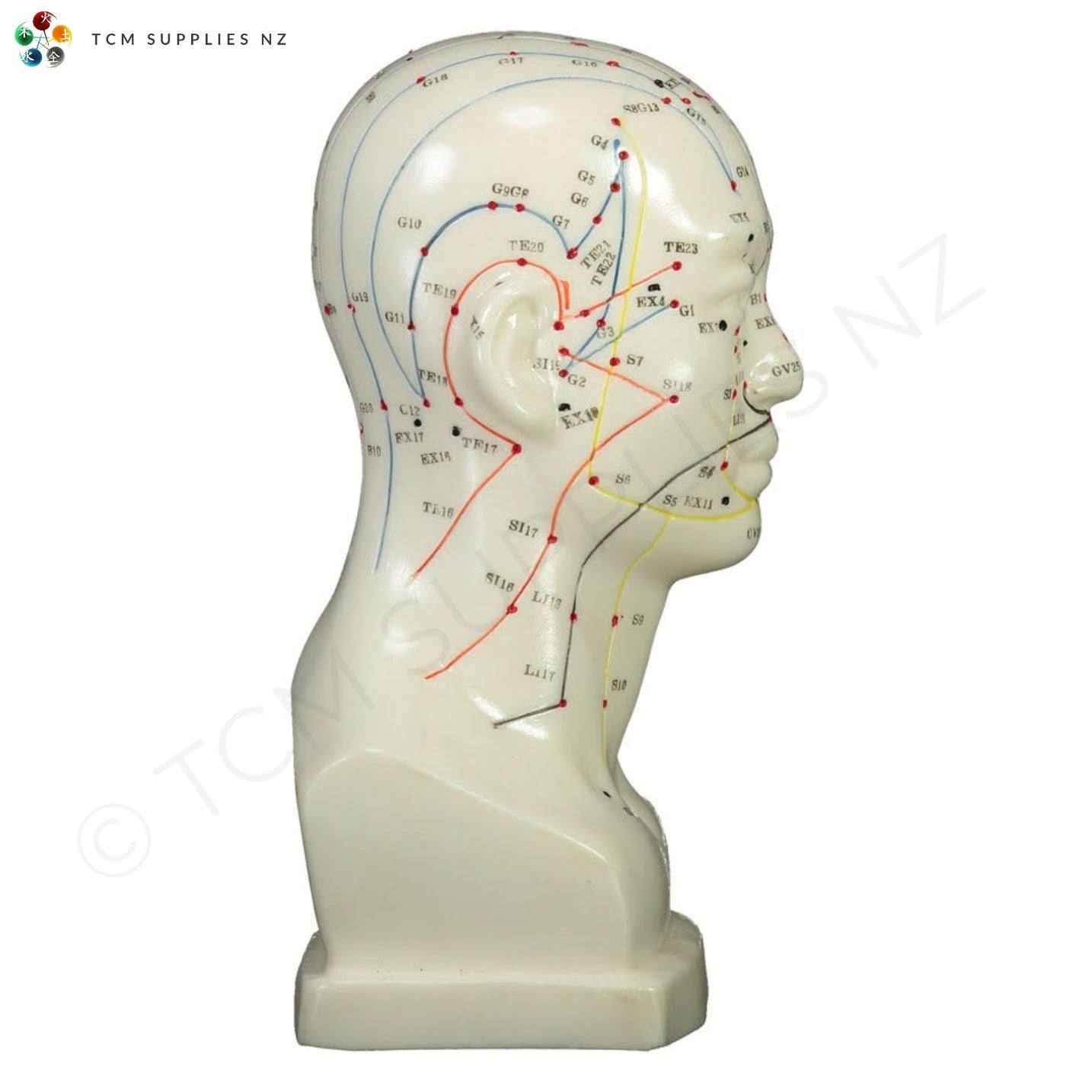 Head Model (20 cm) Right-Side  | TCM Supplies NZ
