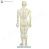 Male Model (50 cm) Back | TCM Supplies NZ