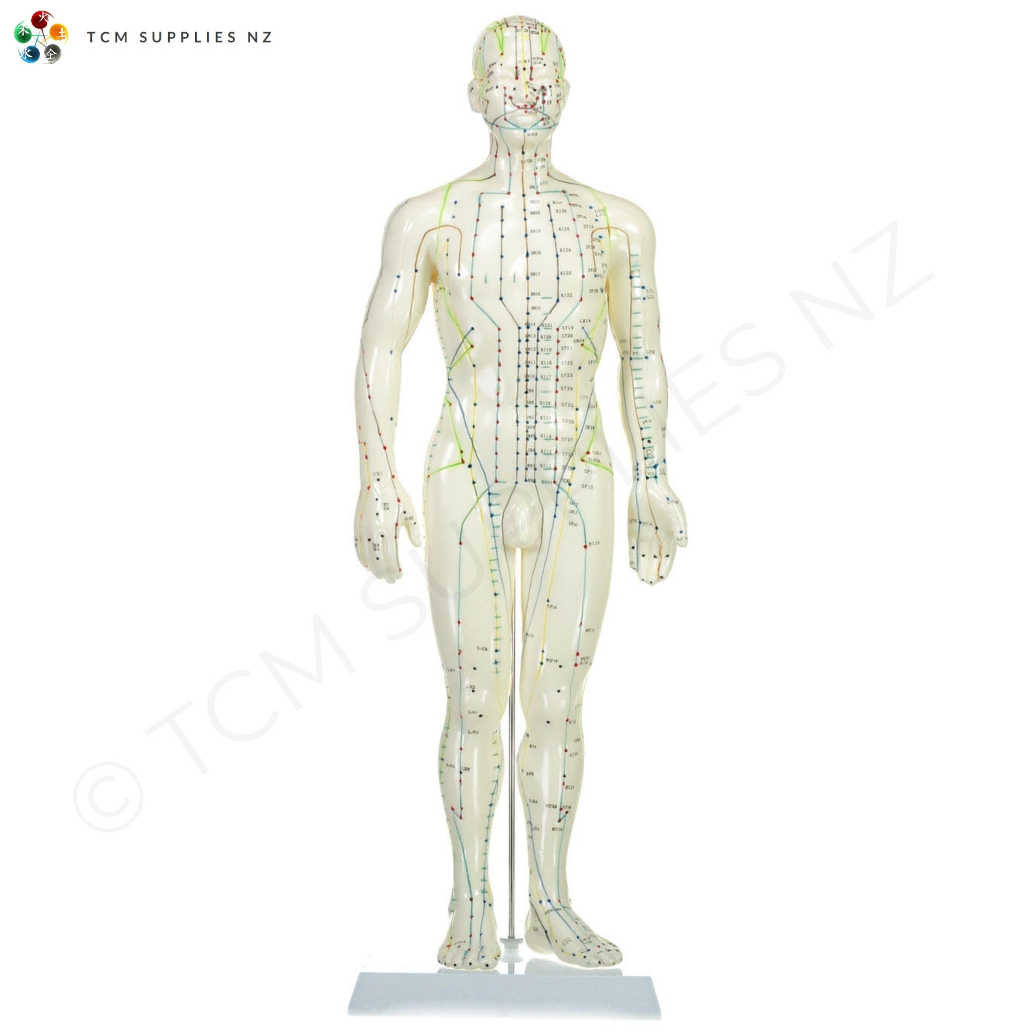 Male Model (50 cm) Front  | TCM Supplies NZ
