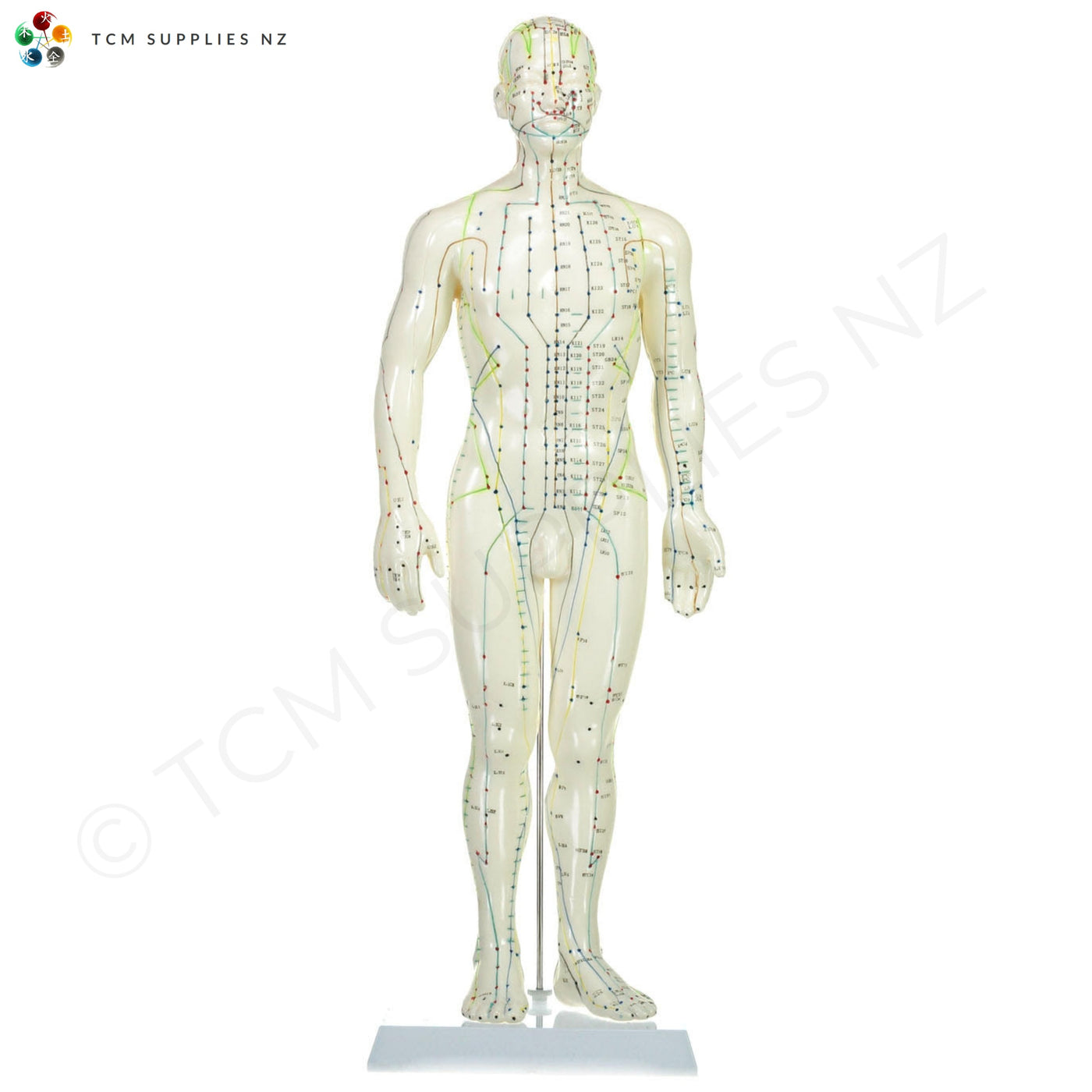Male Model (50 cm) Front TCM Supplies NZ