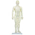 Male Model (50 cm) Front  | TCM Supplies NZ
