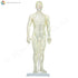 Male Model (50 cm) Front  | TCM Supplies NZ