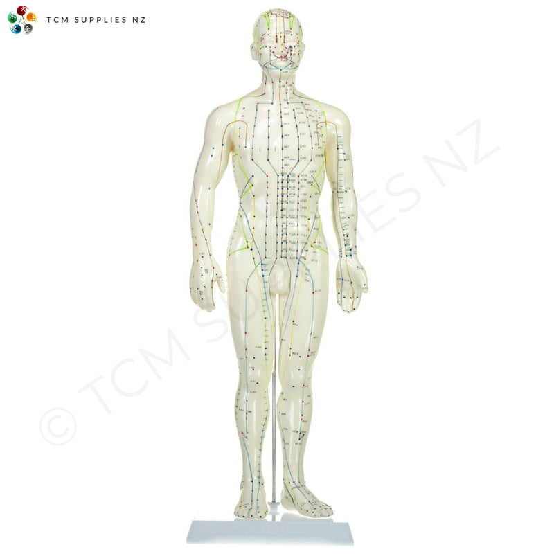 Male Model (50 cm) Front  | TCM Supplies NZ