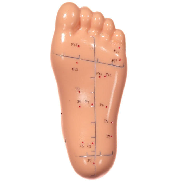 Foot Model (13 cm)