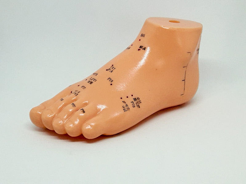 Foot Model (13 cm)