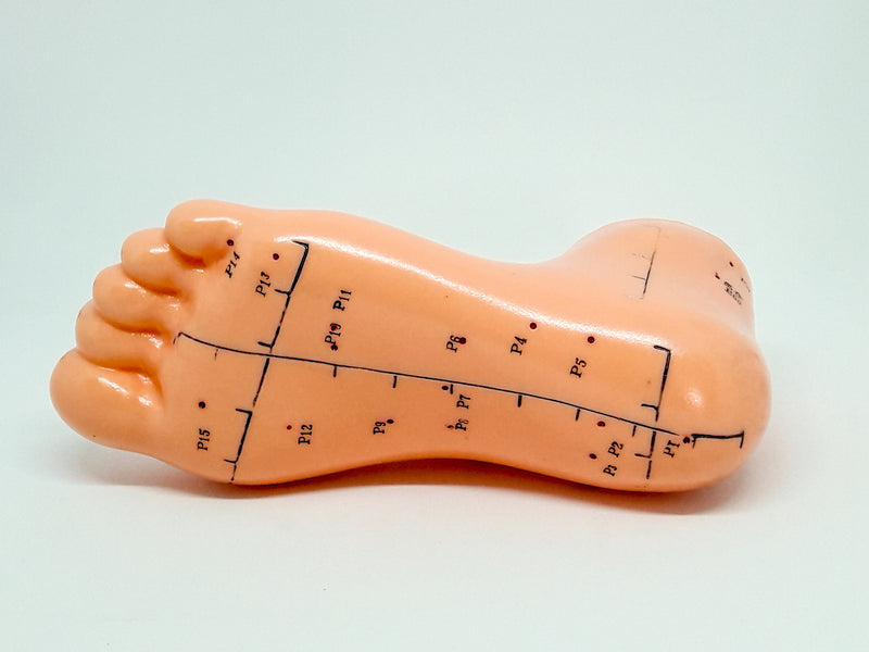 Foot Model (13 cm)