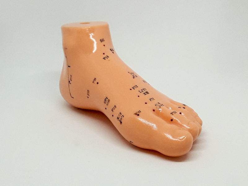 Foot Model (13 cm)